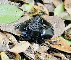 Phanaeus quadridens