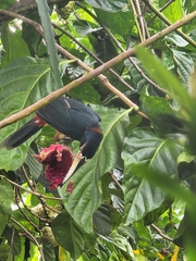 Pteroglossus torquatus