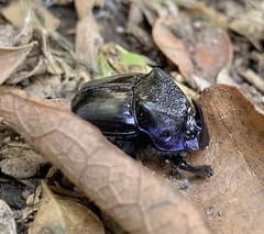 Phanaeus quadridens