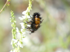 Paradejeania rutilioides