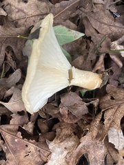 Lactifluus