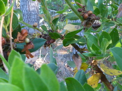 Arctostaphylos virgata