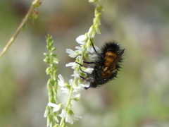 Paradejeania rutilioides