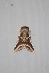 Habrosyne scripta