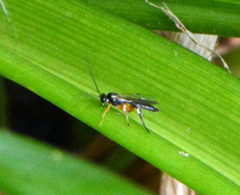 Ichneumonoidea