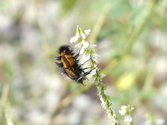 Paradejeania rutilioides