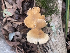 Fungi