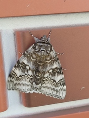 Catocala fraxini