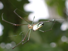 Leucauge argyra
