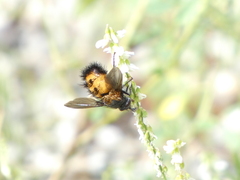 Paradejeania rutilioides
