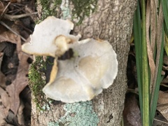 Fungi