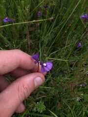 Utricularia beaugleholei orientalis