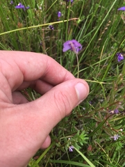 Utricularia beaugleholei orientalis