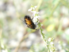 Paradejeania rutilioides