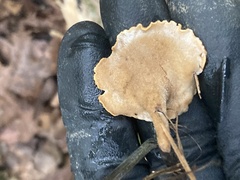 Fungi