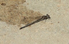 Argia tibialis