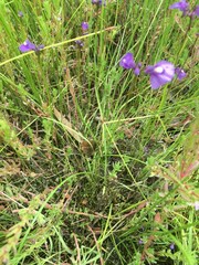 Utricularia beaugleholei orientalis