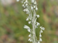 Artemisia frigida