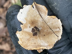 Fungi
