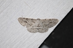 Stenoporpia pulmonaria