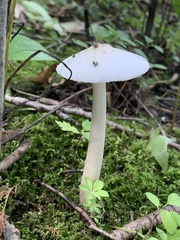 Amanita vaginata