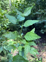 Dicliptera brachiata