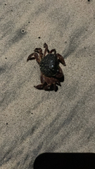 Pachygrapsus crassipes