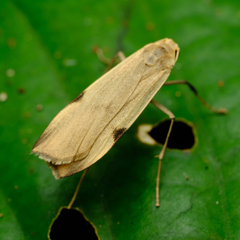 Teulisna montanebula