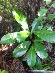 Corynocarpus laevigatus