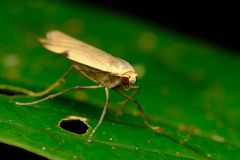 Teulisna montanebula