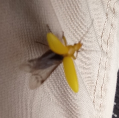 Cteniopus sulphureus