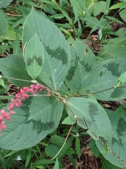 Persicaria filiformis