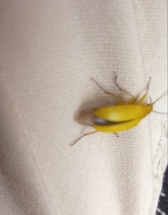 Cteniopus sulphureus