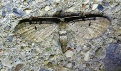 Eupithecia absinthiata