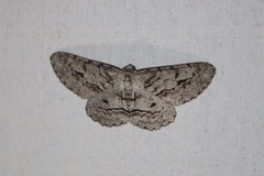 Stenoporpia pulmonaria