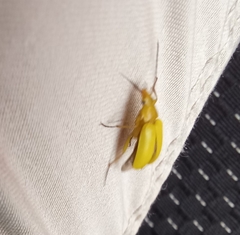 Cteniopus sulphureus