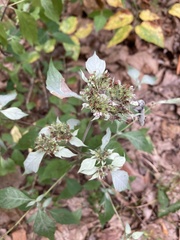 Pycnanthemum