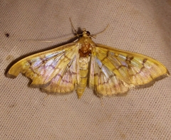 Mimorista