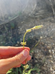 Froelichia floridana