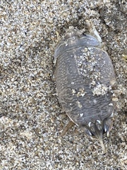 Emerita analoga