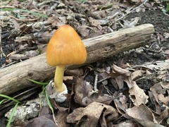 Amanita jacksonii