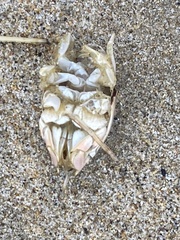 Emerita analoga