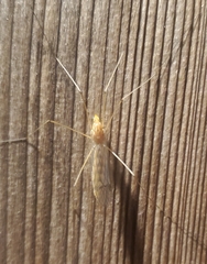 Nephrotoma ferruginea