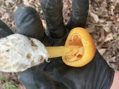 Amanita jacksonii