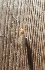 Nephrotoma ferruginea