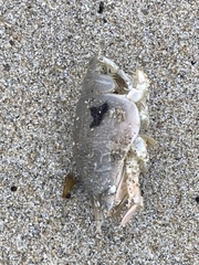 Emerita analoga