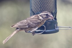 Pheucticus melanocephalus