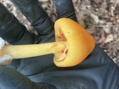 Amanita jacksonii