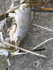 Emerita analoga