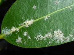 Aleuroplatus coronata